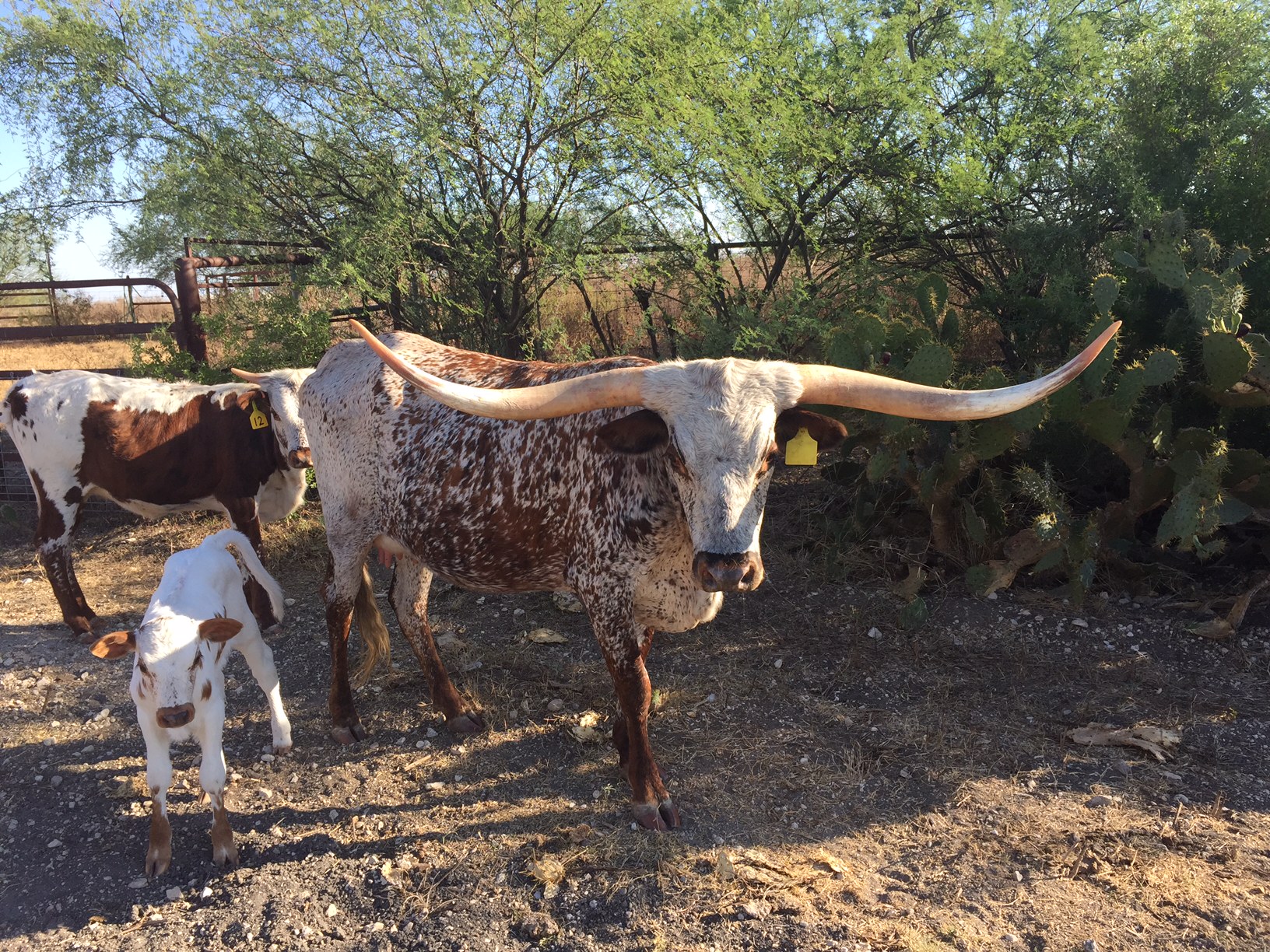 photogallery/img/longhorns/BEME MISS BEAUTY.jpg